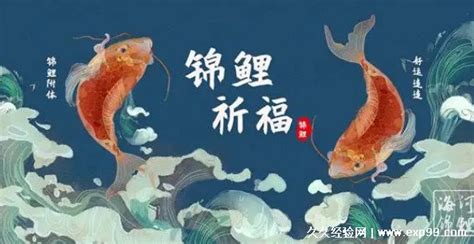 求錦鯉 意思|錦鯉